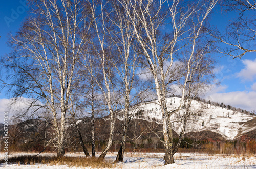 trees in winter