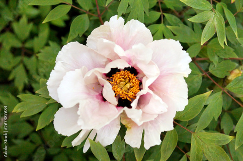 Obraz na płótnie White peony flower close up. w salonie