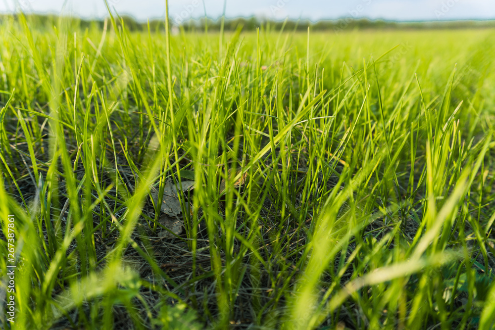 Obraz premium landscape of juicy green grass and blue sky