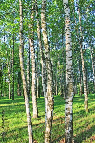 Birch grove in the early spring morning in the sun