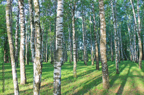 Birch grove in the early spring morning in the sun