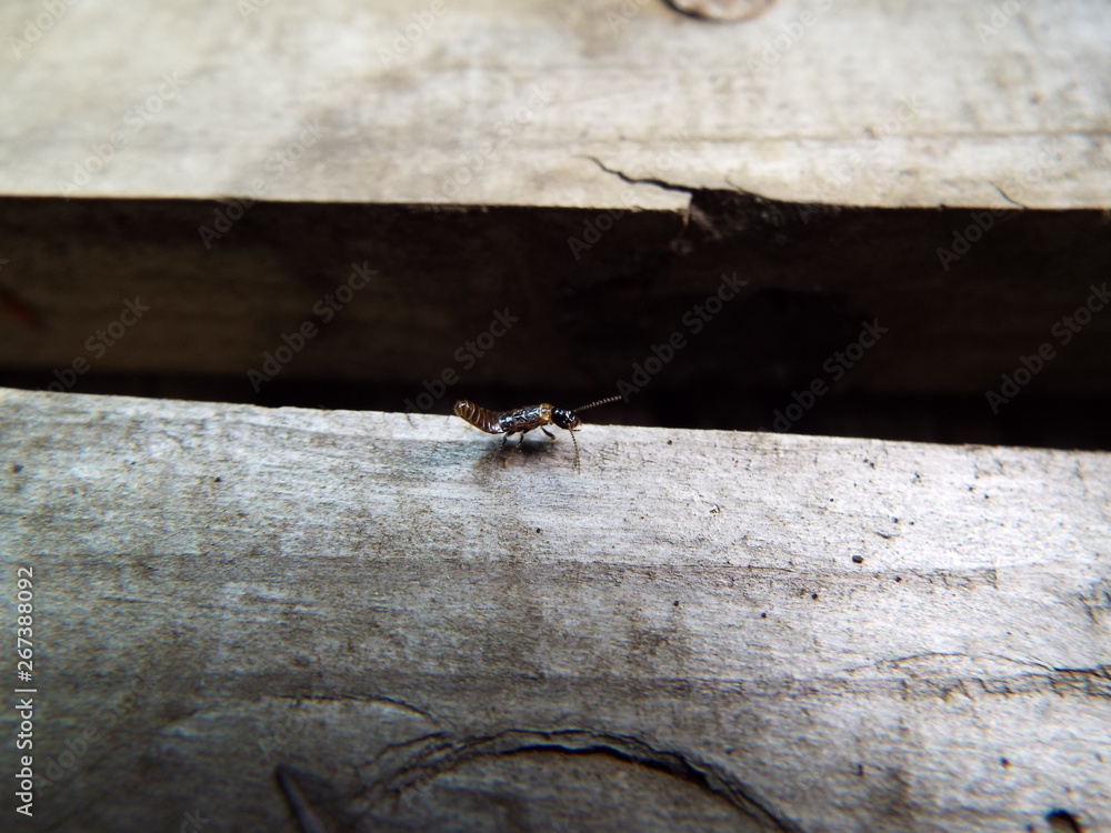 Obraz premium ハネカクシ 幼体 bug