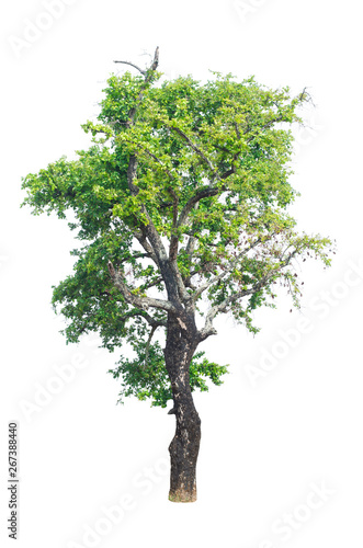 a tree beautiful green leaves and branch isolated on white background cut out with clipping path.