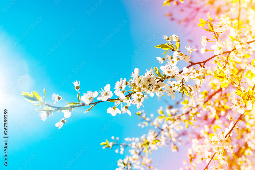 Naklejka premium Beautiful blooming Apple tree branch in sunlight