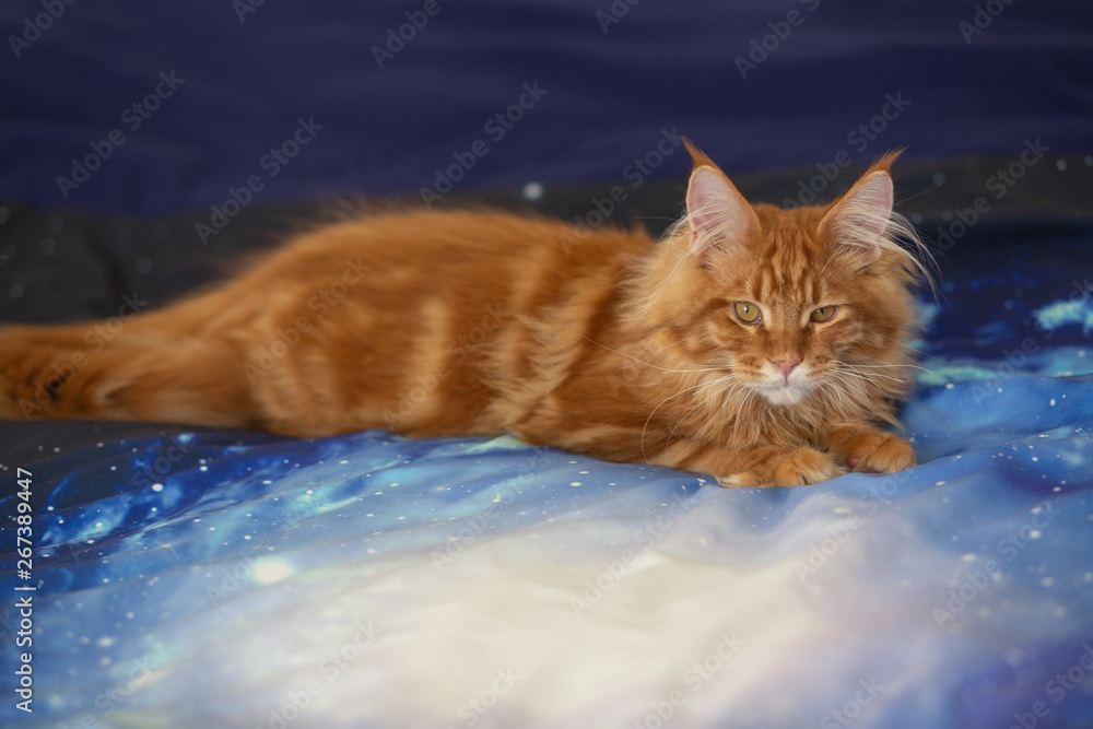 Fototapeta premium Red tabby Maine Coon cat lying on a blue background