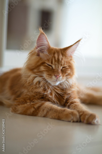 Adorable red tabby Maine Coon cat sleeping on the floor