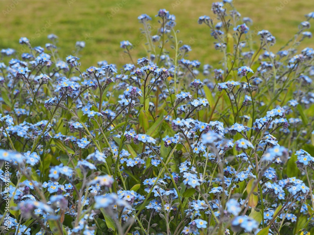 Obraz premium 春の野原に咲く勿忘草
