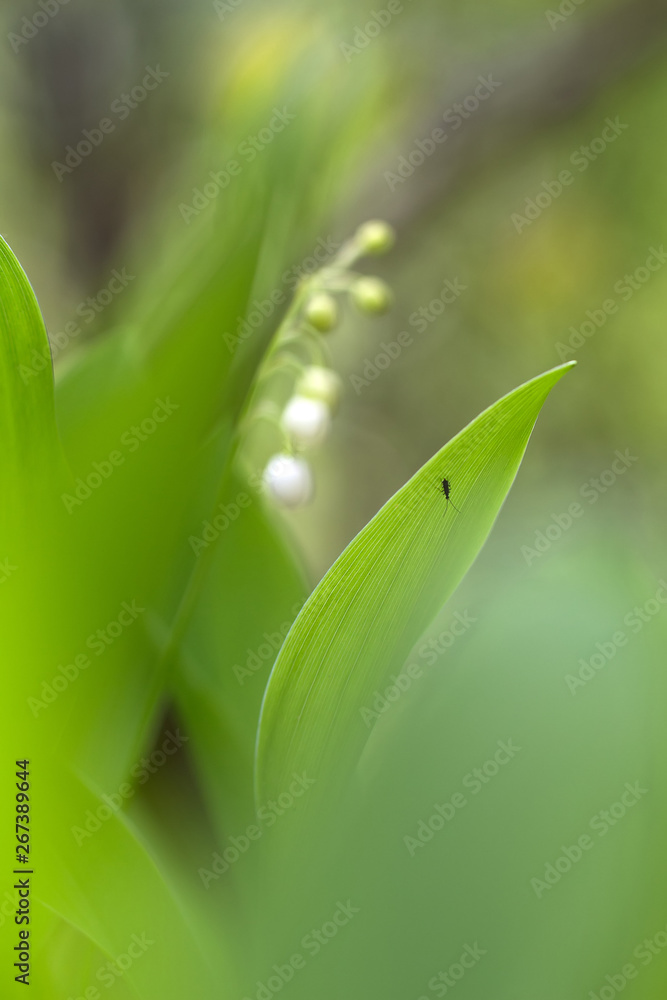 Lily of the valley blooms in the forest, mysterious May fantasy background Lily of the valley blooms in the forest, mysterious May fantasy background