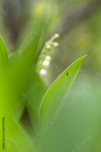 Lily of the valley blooms in the forest, mysterious May fantasy background