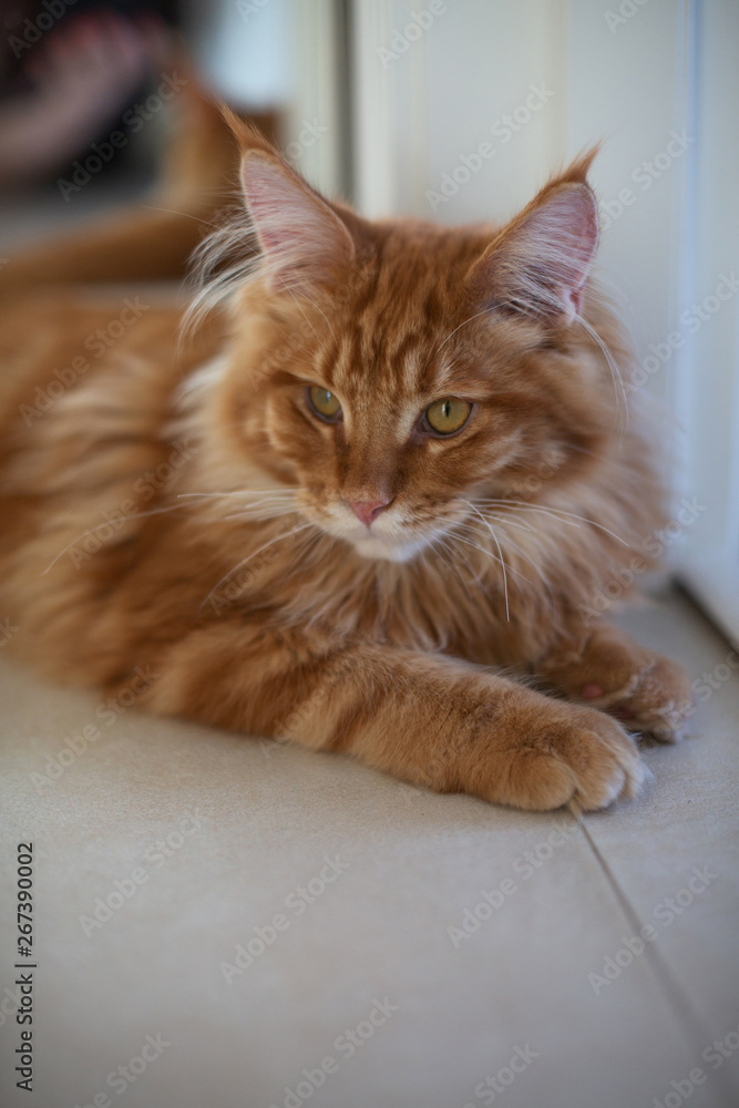 Cute red fluffy mainecoon kitten lying on the floor