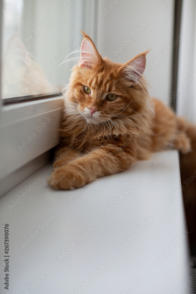 Lovely red tabby Maine Coon cat with a tassels sitting on a window sill