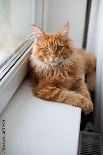 Adorable red tabby maine coon cat sitting on a window sill