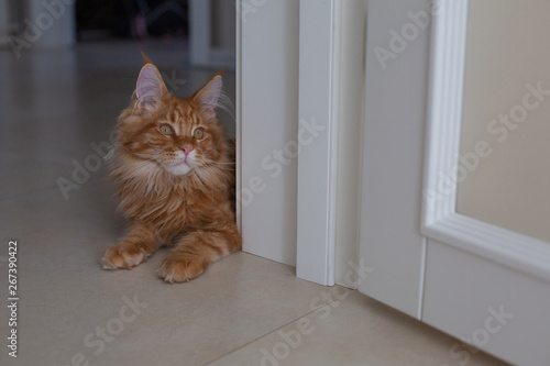 Lovely red tabby maine coon kitten lying on the floor. Empty space