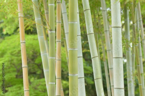 Fototapeta Naklejka Na Ścianę i Meble -  Nature background green Bamboo trees in Japan
