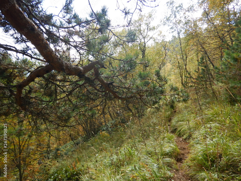 Fototapeta premium trees in forest