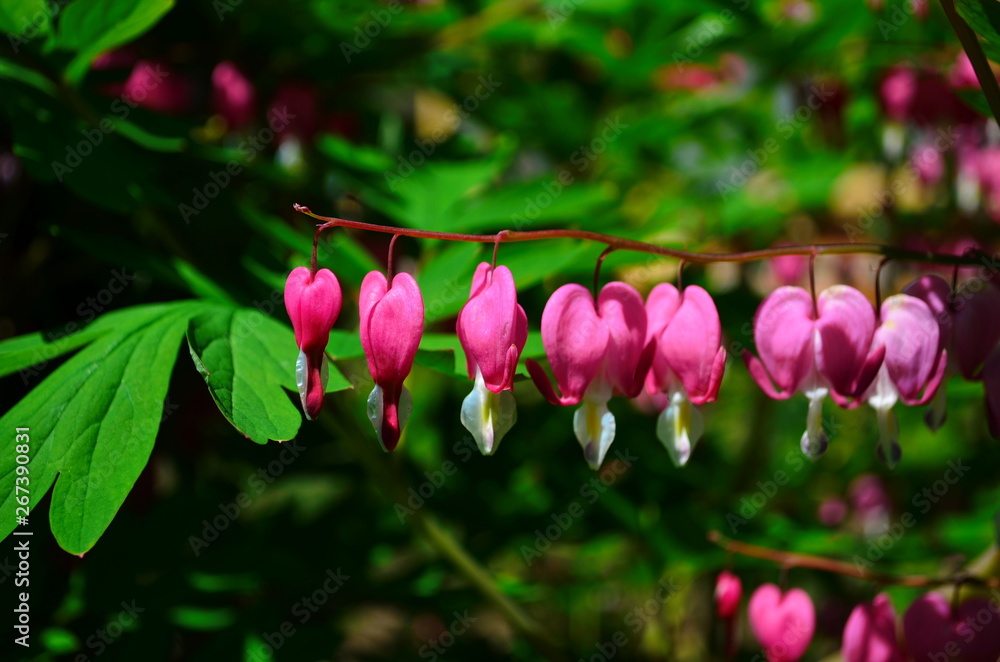 branch with beautiful pink flowers Dicentra spectabilis