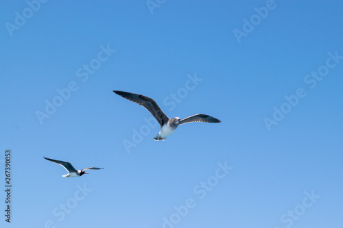 A bird in the sky © Ahmed Abdelmonem