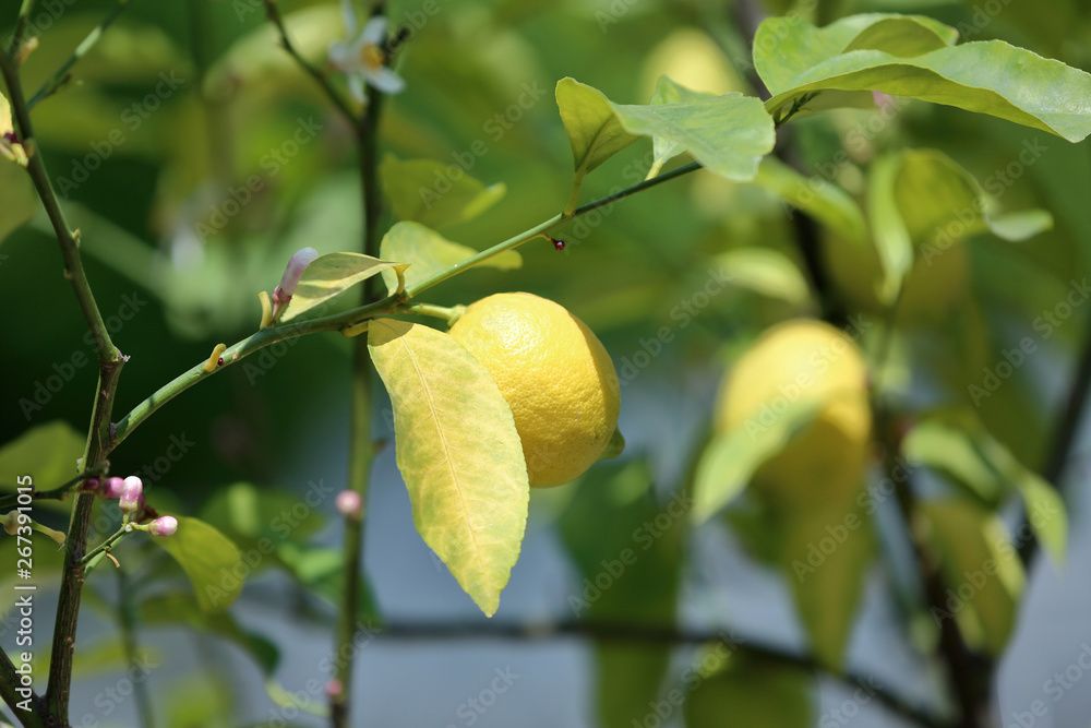 Obraz premium Juicy fruit of wild lemon on a tree in a city park
