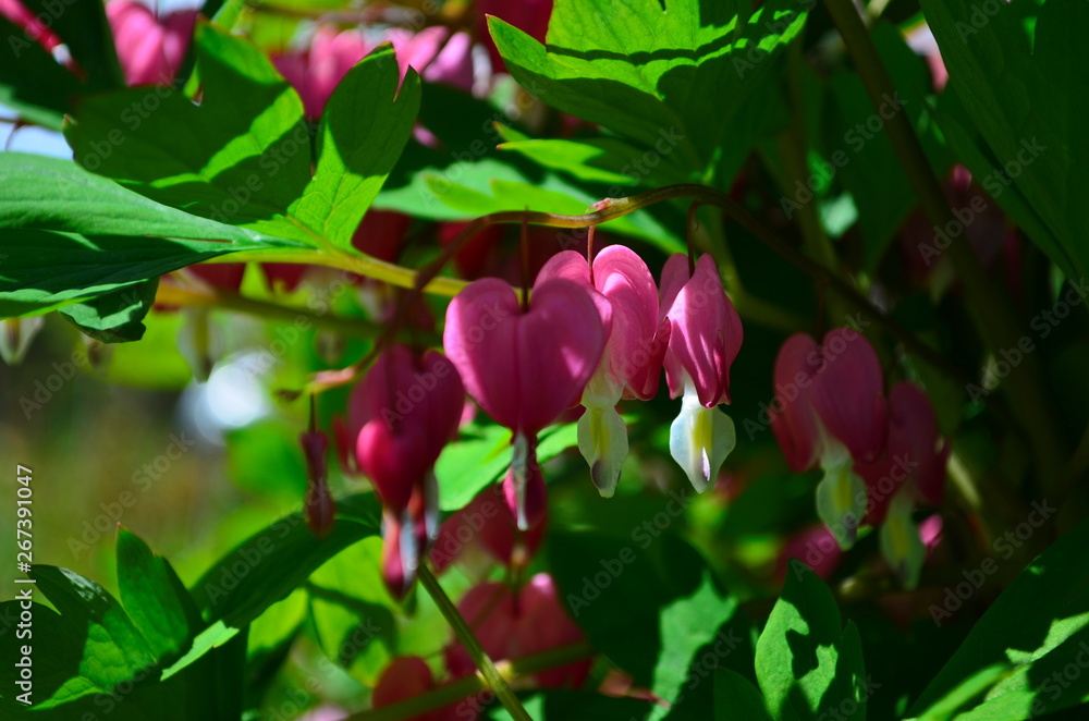 branch with beautiful pink flowers Dicentra spectabilis