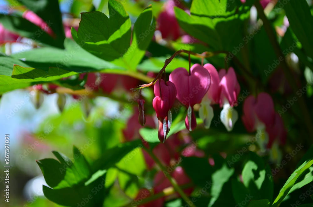 Fototapeta premium branch with beautiful pink flowers Dicentra spectabilis