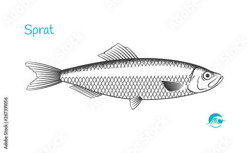 Sprat fish hand-drawn illustration