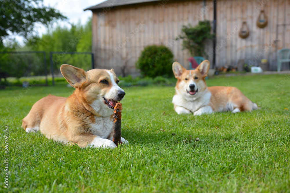 corgi corgi