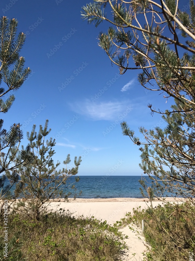 tree on the beach - coastline of the island rügen tree on the beach - coastline of the island rügen