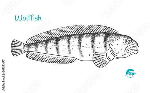Wolffish hand-drawn illustration