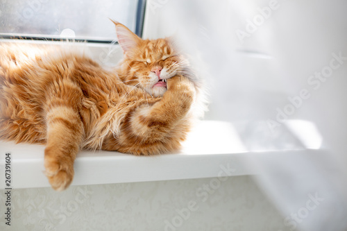 Domestic red maine coon kitten washes his paws. Empty space