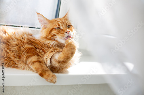 Lovely red maine coon cat washes his paws. Empty space