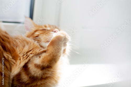 Lovely ginger mainecoon kitten licking his paw. Empty space © vpavlyuk