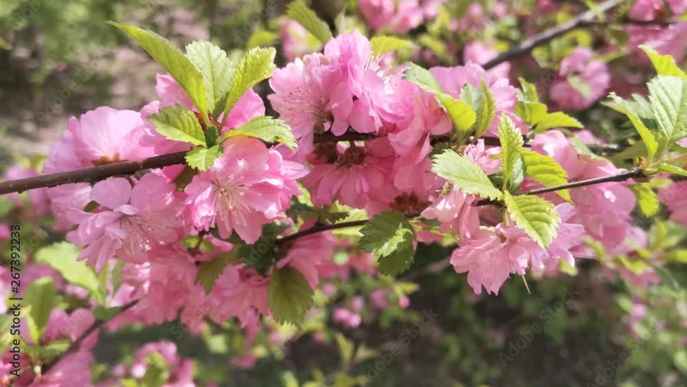 Pink cherry blossoms on blurred background Pink cherry blossoms on blurred background