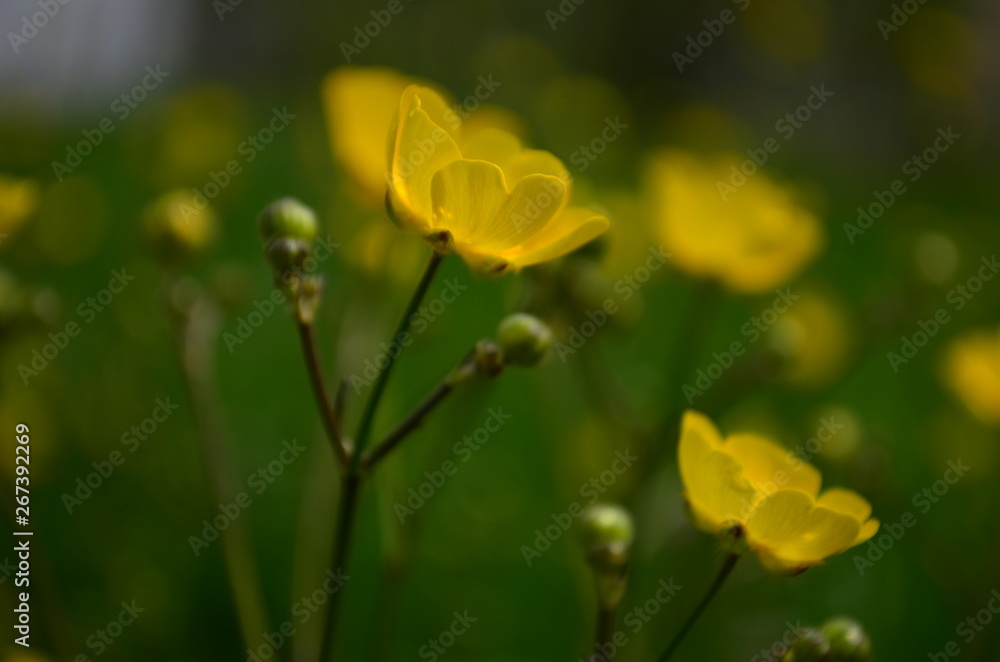 Obraz premium beautiful bright yellow flowers buttercups in a field