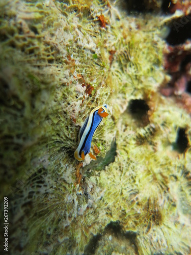 Nudibranquio azul en la roca