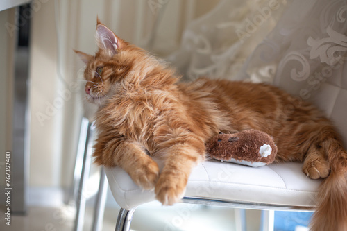 Lovely red tabby Mainecoon kitten playing with a mouse © vpavlyuk