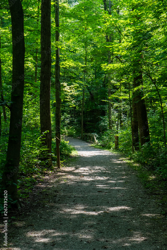 Obraz premium Forest Path