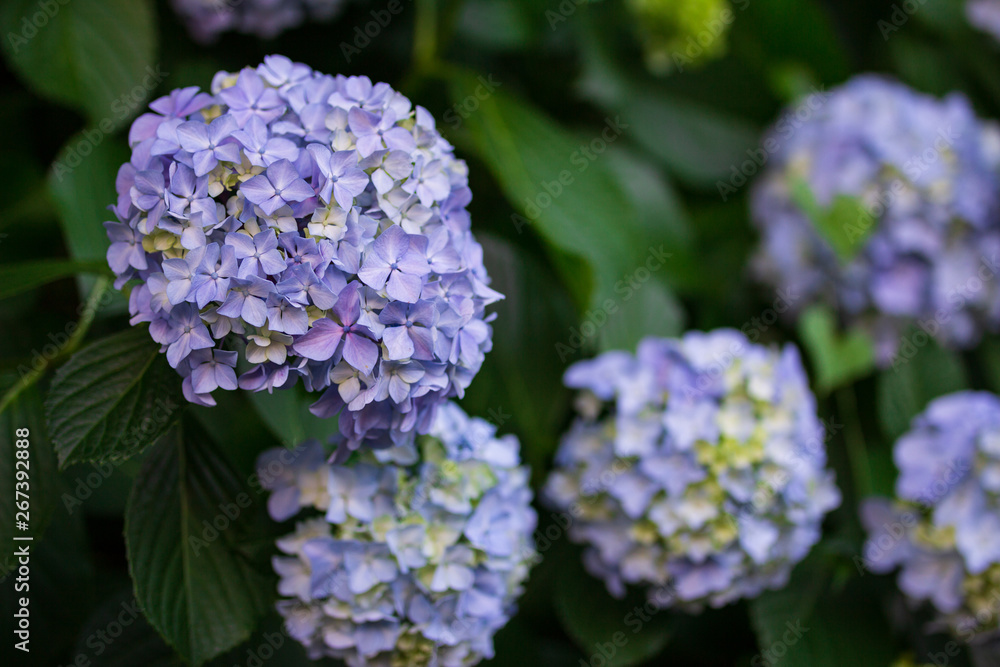 紫陽花 紫陽花