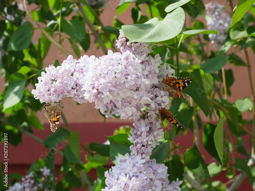 Butterfly Vanessa cardui on lilac flowers. Pollination blooming lilacs. Vanessa cardui photo