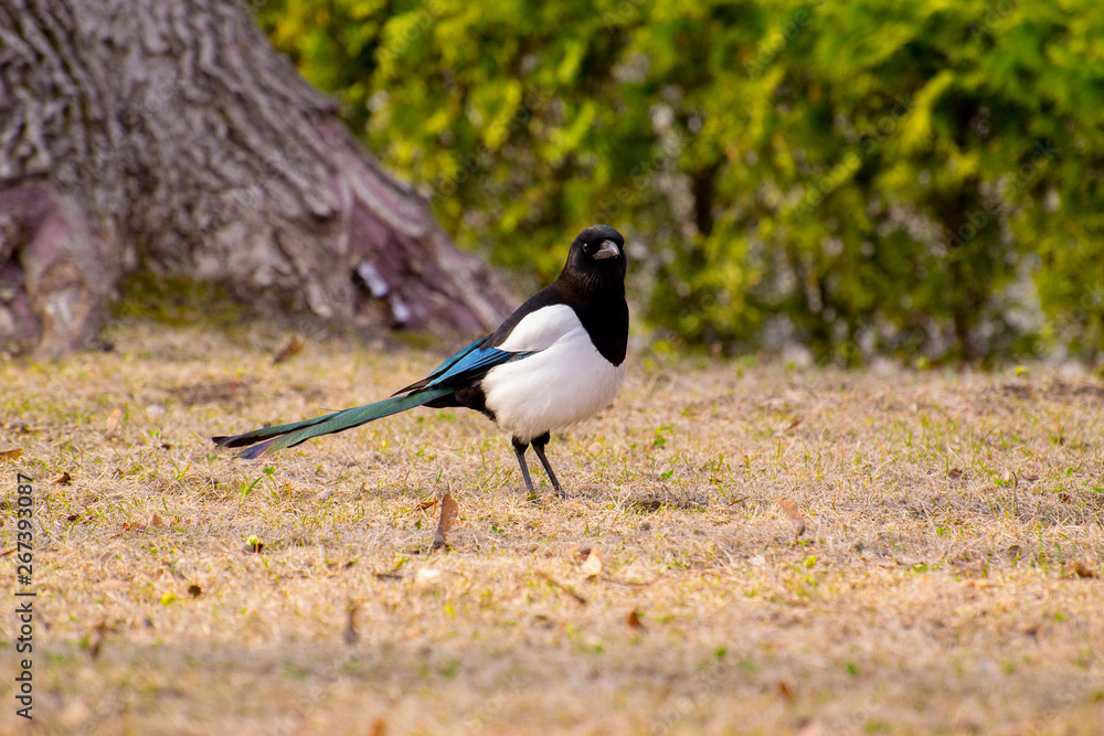 Animal white crow