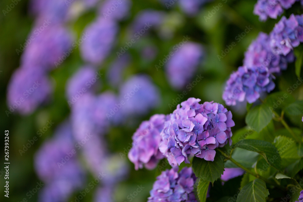 紫陽花 紫陽花
