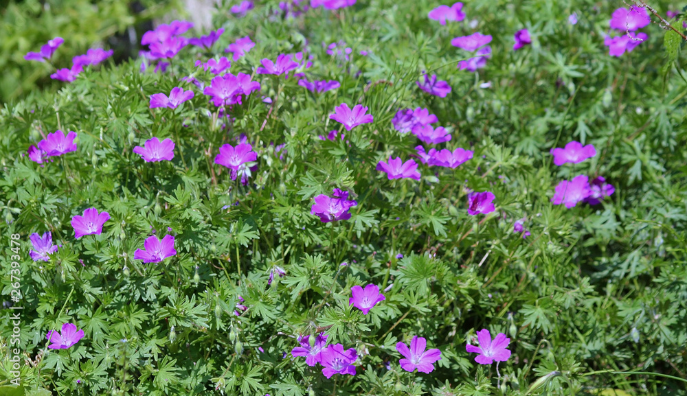 Naklejka premium 수목원에 꽃