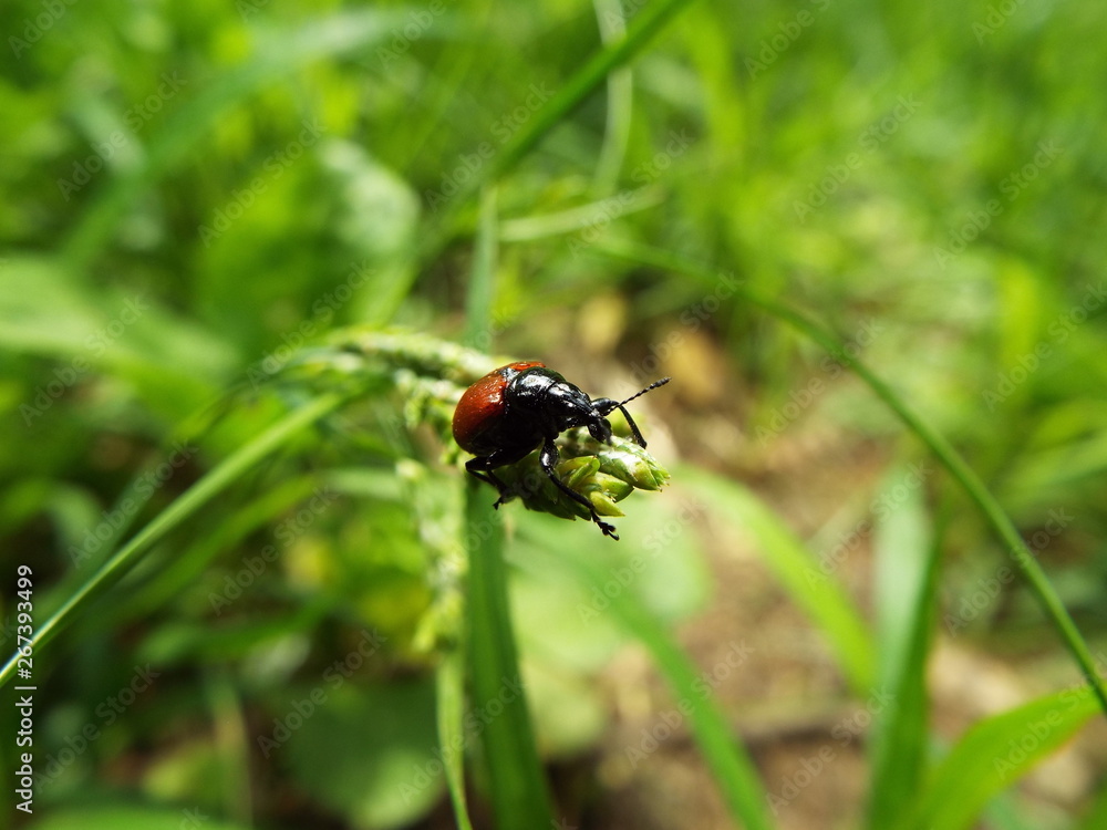 アシナガオトシブミ leaf-cut weevil アシナガオトシブミ leaf-cut weevil