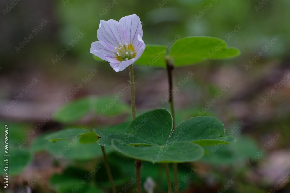Szczawik zajęczy Oxalis acetosella - biały leśny kwatek Szczawik zajęczy Oxalis acetosella - biały leśny kwatek