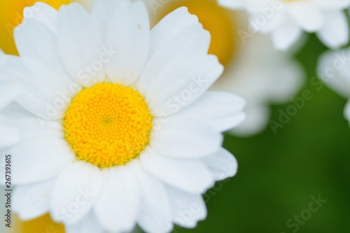 Macro texture of white Daisy flower in spring garden