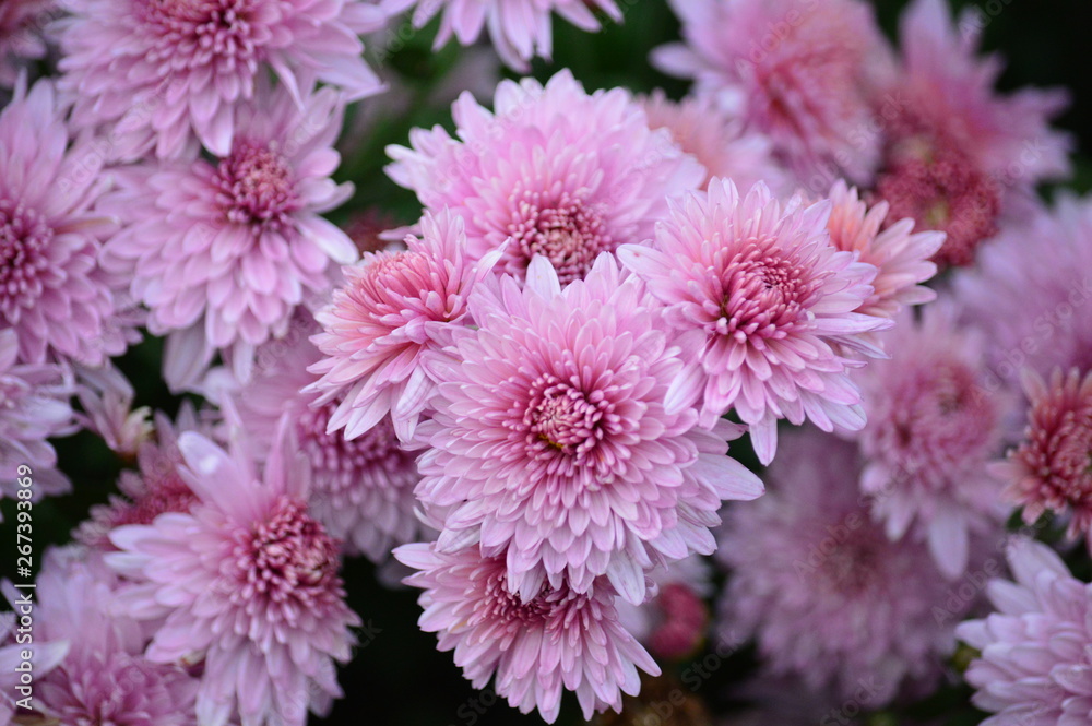 pink flowers pink flowers