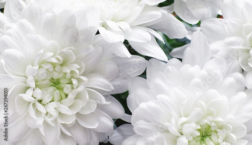Background of white chrysanthemum flowers. Buds of white flowers. © alexkich
