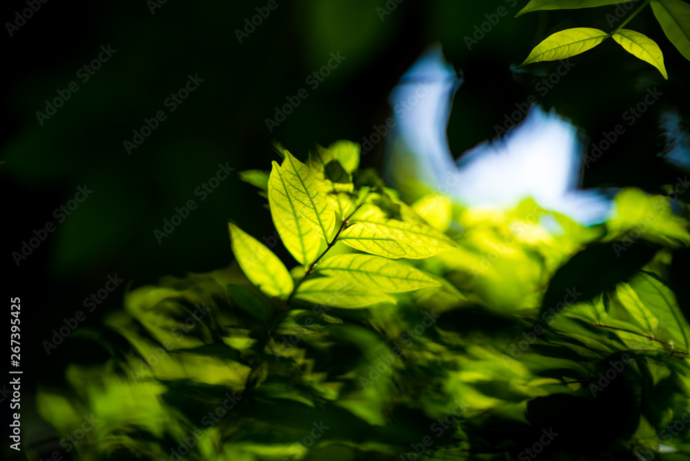 Abstract, nature Green leaf background and beautiful wallpaper. Abstract, nature Green leaf background and beautiful wallpaper.