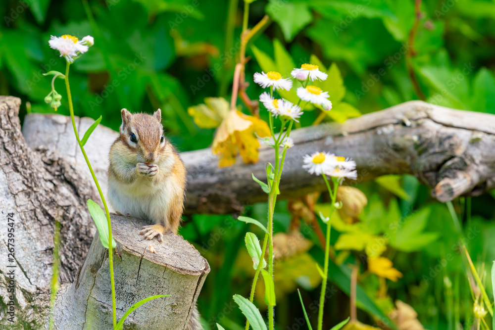 Obraz premium りす物語