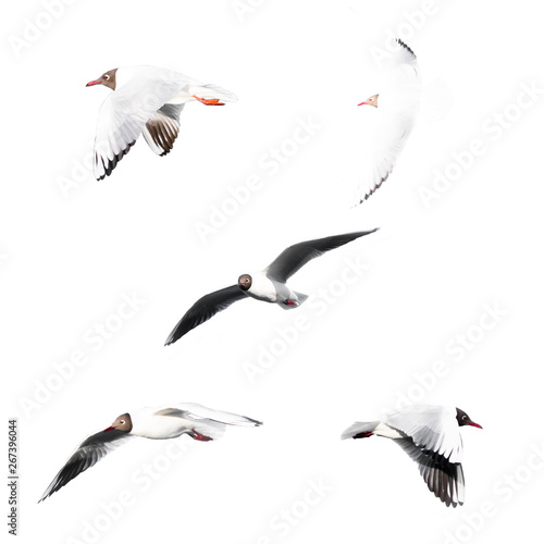 Isolated group of flying seagulls