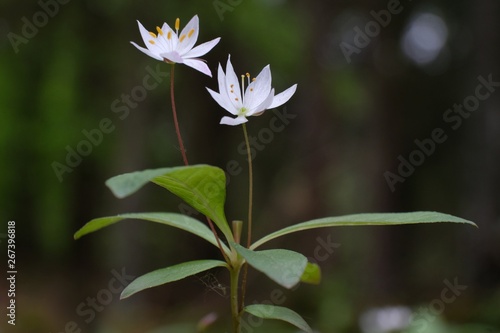 Siódmaczek leśny Trientalis europaea - mały, biały wiosenny kwiatek photo